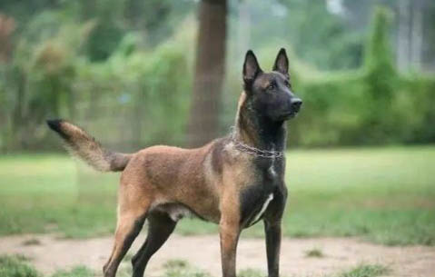 馬犬立耳方法是什么