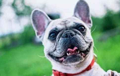 斗牛犬比賽看哪個(gè)好看