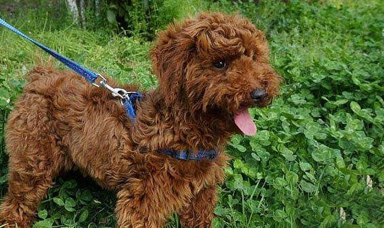 如何選購貴賓犬
