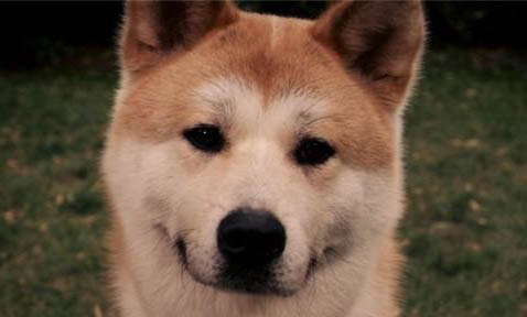 日本秋田犬和柴犬有什么區別