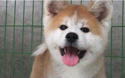 秋田犬和柴犬哪個好