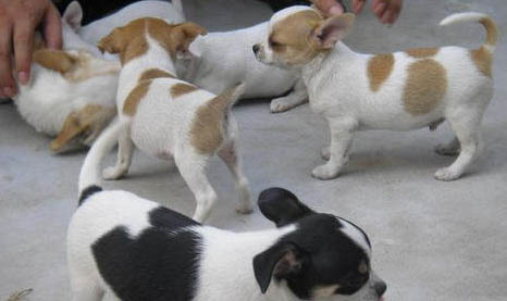 吉娃娃犬產后飲食需要注意什么