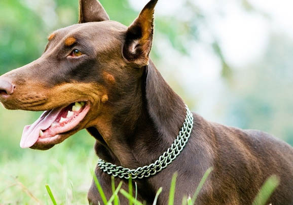 如何預防德國杜賓犬支氣管炎