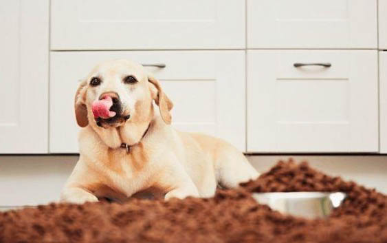 拉布拉多幼犬不吃狗糧可以吃什么