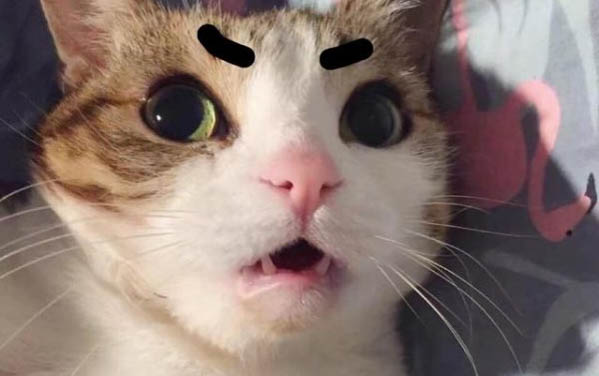 貓發燒摸哪里