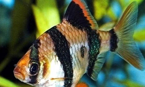 養(yǎng)殖觀賞魚容器有哪些要求