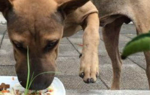 狗狗突然嘔吐，可能是因為以下原因：