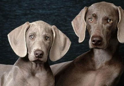 維希拉獵犬眼屎的原因及處理方法