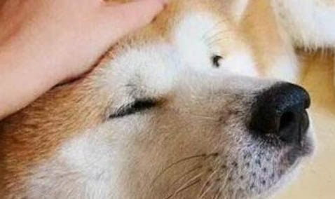 如何祛除狗狗的口臭問題