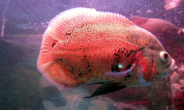 魚缸里可以養青蛙嗎