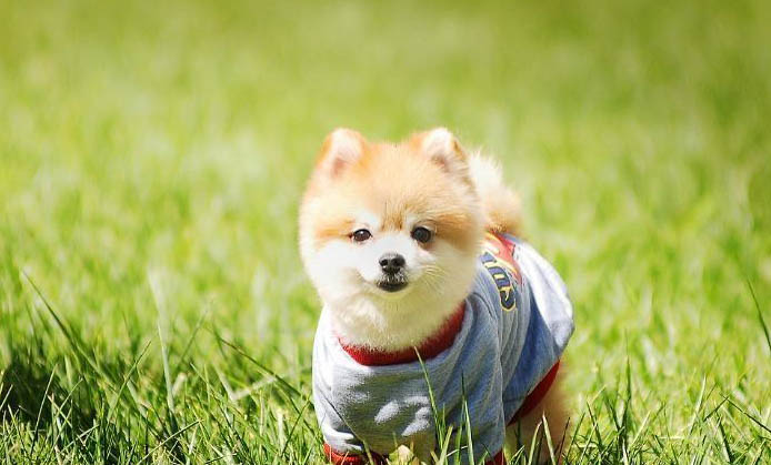 狗狗打疫苗加強針有必要打嗎