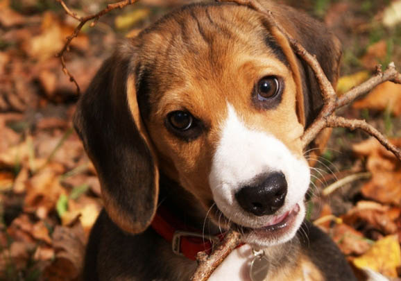 比格犬為什么不好養