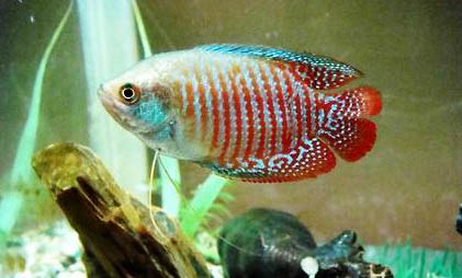 孔雀魚緞帶和大C哪個好養