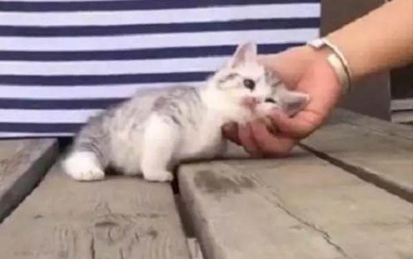 請問貓咪嘔吐的原因及處理方法?