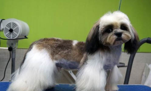 西施犬飼養方法和注意事項