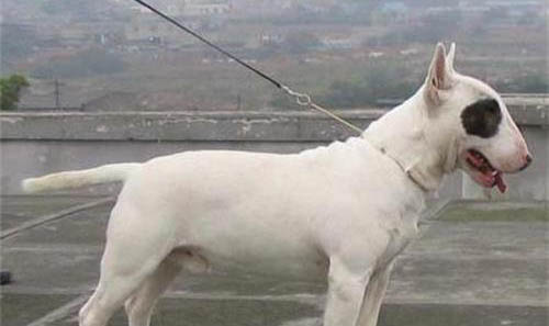 法國斗牛犬體內(nèi)炎癥如何消炎