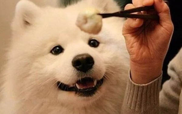 泰迪狗可以吃藍(lán)莓嘛