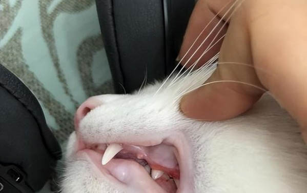 小貓拉肚子了怎么辦? ? ?
