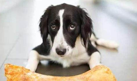 棉花面紗犬哪里有賣