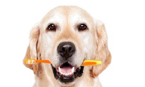 狗狗懷孕期間可以吃打蟲藥嗎？