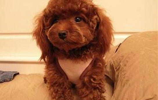 貴賓犬不能吃什么