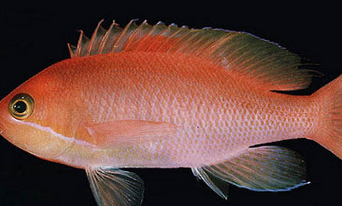 金魚產(chǎn)卵后多久能出來小魚