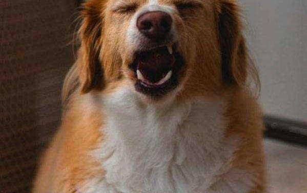 狗狗發(fā)抖沒精神一直抖怎么辦