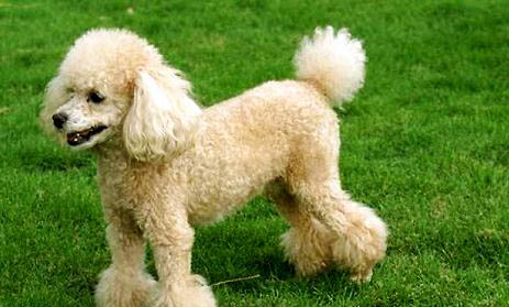 白色貴賓犬和比熊的區別