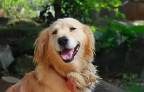 狗狗細小病毒好了多久能洗澡