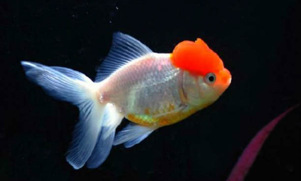 埃及神仙魚身體潰爛