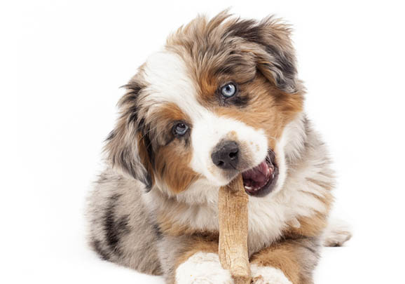 澳大利亞牧羊犬骨折癥狀有哪些