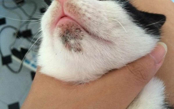 貓咪幾歲算成年?