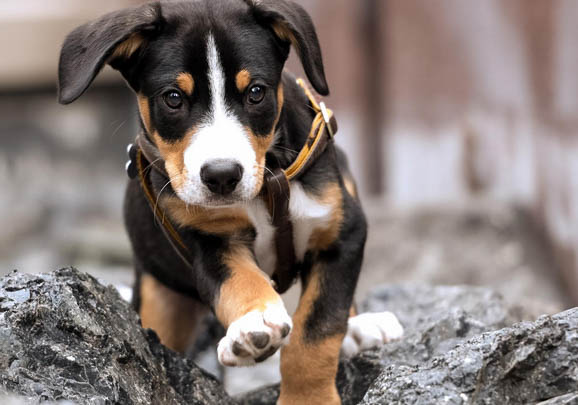 大瑞士山地犬如何訓練