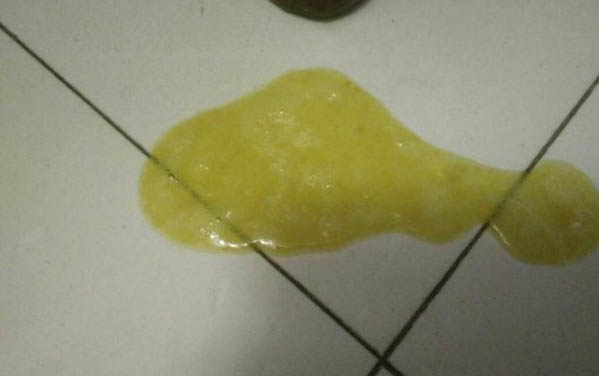 泰迪可以吃瓜子仁嗎