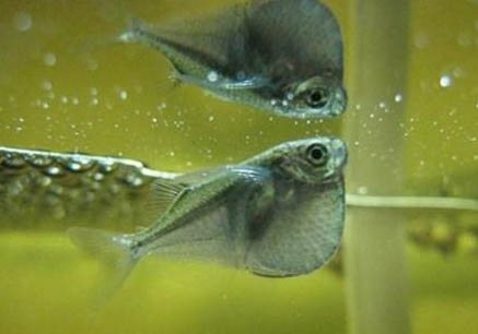 最好養的小型熱帶魚
