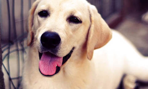 拉布拉多犬壽命多少年