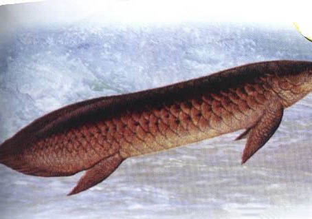 養(yǎng)魚的水要放幾天才能用
