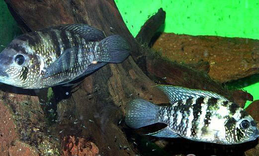 西德藍(lán)寶石魚(yú)好養(yǎng)嗎