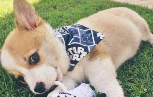 柯基犬可以洗澡嗎
