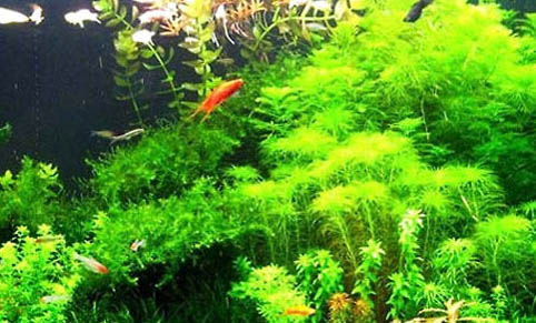 魚缸下水慢上水快怎么辦