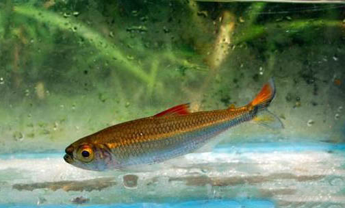 六角龍魚(yú)會(huì)撐死嗎？