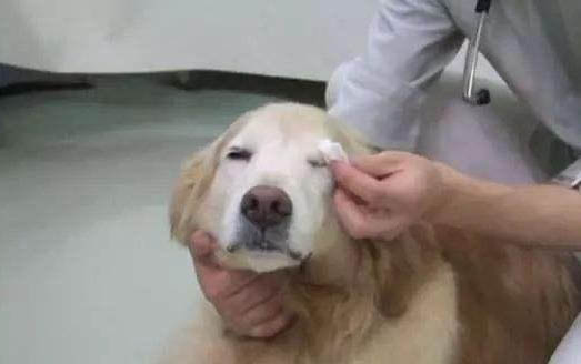 狗狗先天性心臟肥大能活多久