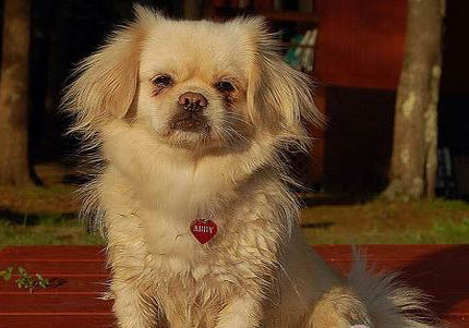 阿富汗獵犬突然不愛吃東西的原因是什么