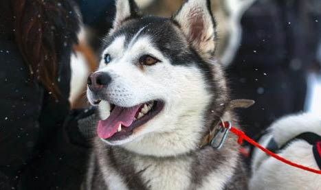 巨型阿拉斯加幼犬多少錢