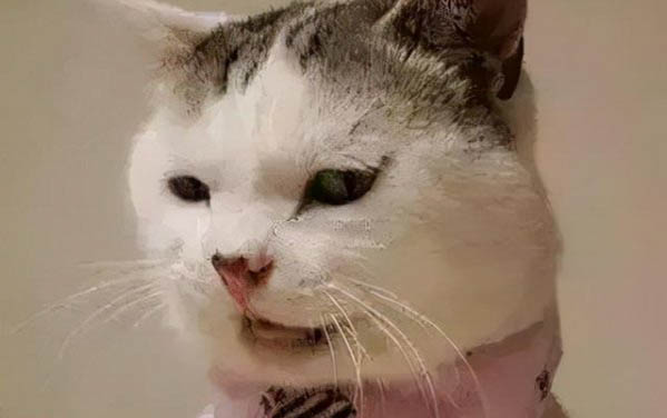 小貓下吐黃水不吃東西