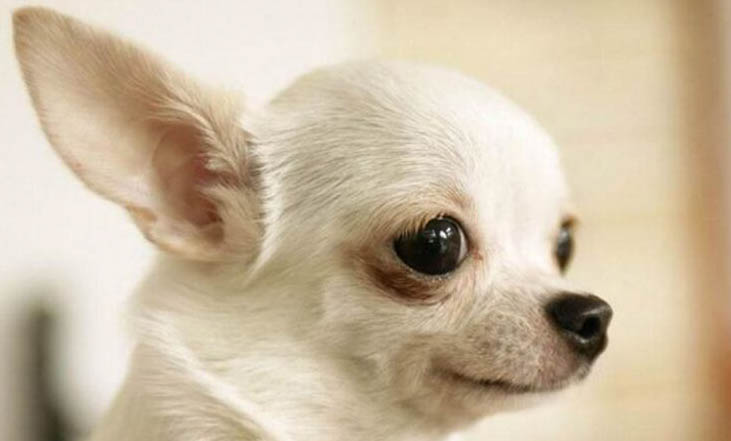 寵物犬止痛藥有哪些
