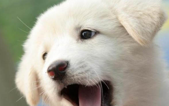 犬怎樣訓練比較好?