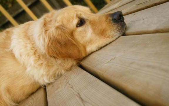 貓打完狂犬疫苗幾天可以洗澡