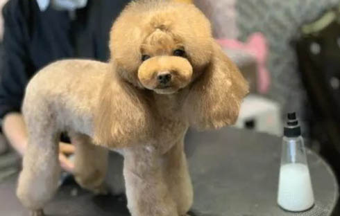 貴賓犬和泰迪有什么區(qū)別
