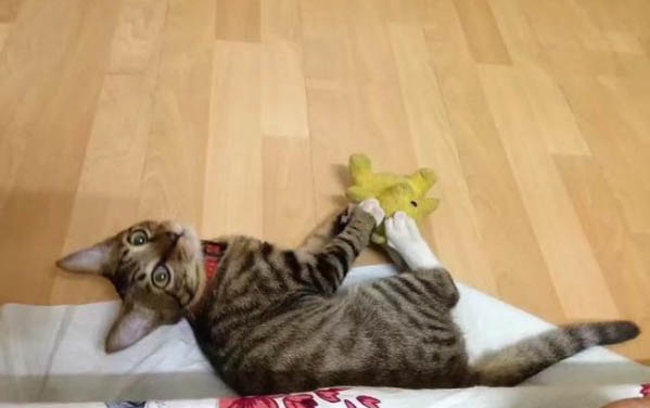 貓咪如何增肥